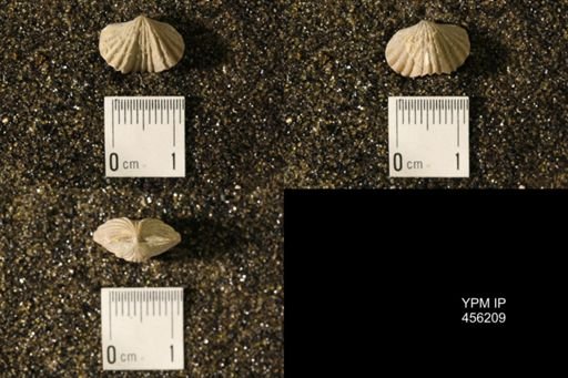 Platystrophia biforata