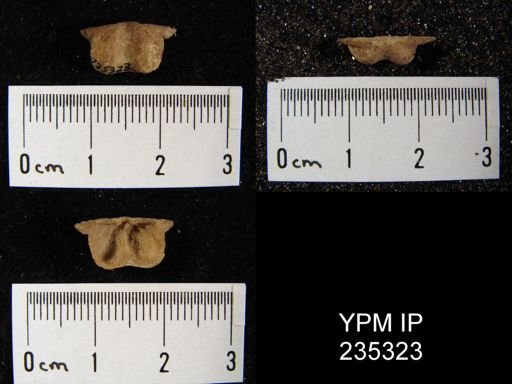 Lissochonetes geinitzianus