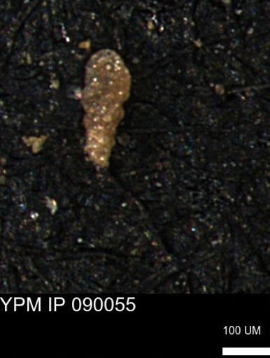 Verneuilinoides kansasensis