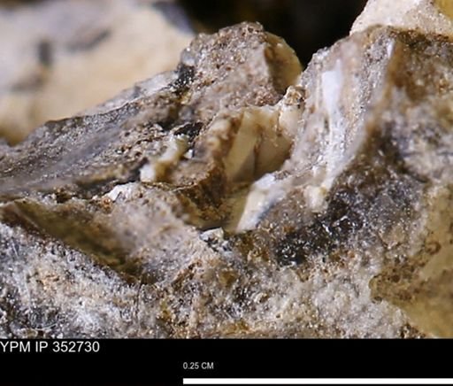 undet. Mollusca