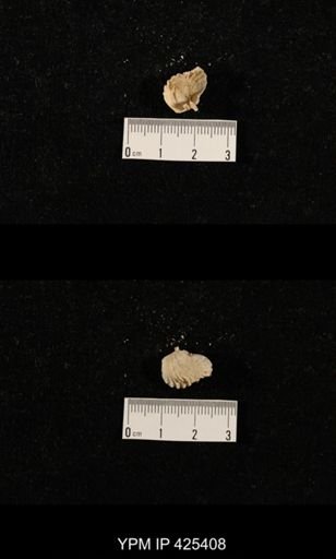Meekella skenoides
