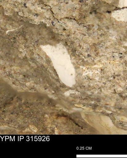 undet. Mollusca