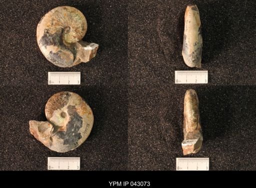Hoploscaphites nicolletii