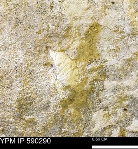 Gastropoda?