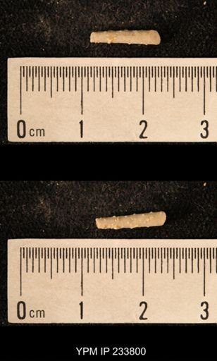 Archaeocidaris sp.