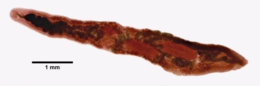 Haematoloechus parviplexus