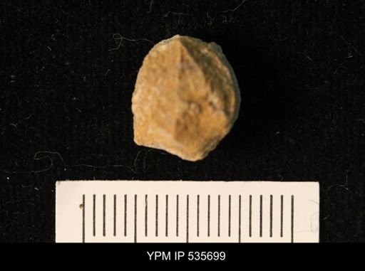 Pentremites florealis