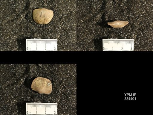 Dinorthis (Plaesiomys) subquadrata