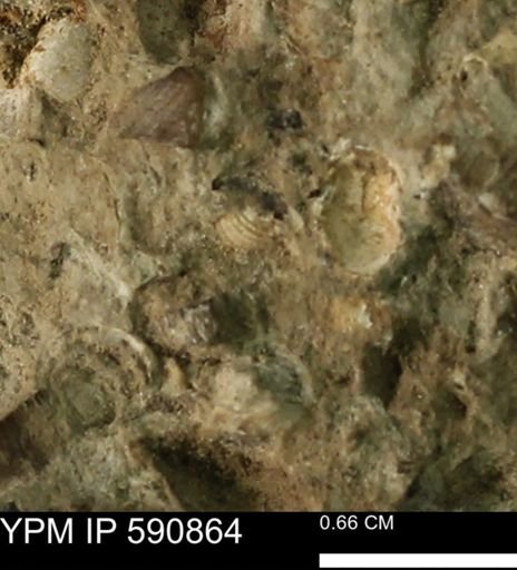 undet. Bivalvia