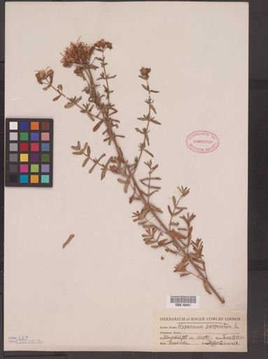 Hypericum perforatum