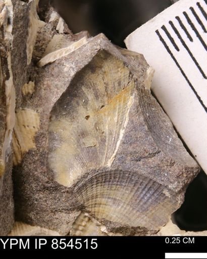 Limopsis striatopunctatus