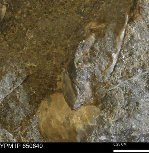 undet. Bivalvia