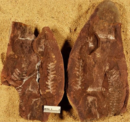 Calamites