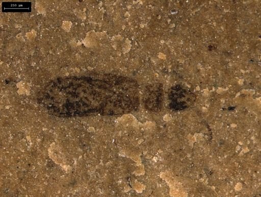 undet. Insecta