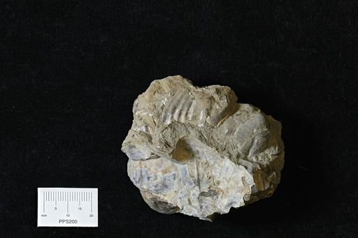 Inoceramus