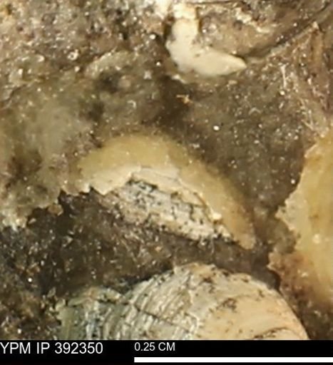 Protocardia subquadrata
