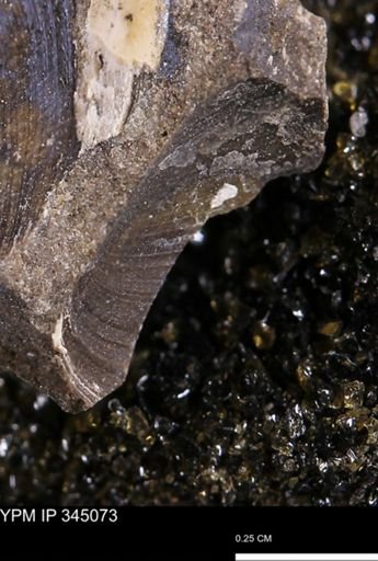 Limopsis striatopunctatus