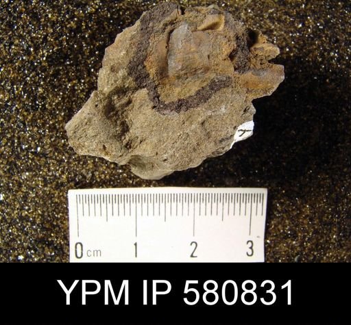 undet. Linguloidea