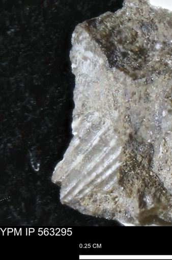 Oxytoma (Hypoxytoma)