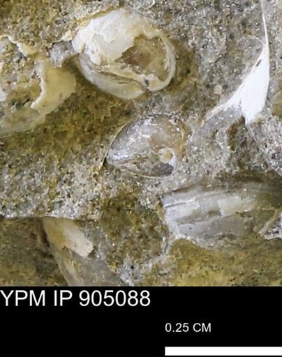 Corbulamella sp.