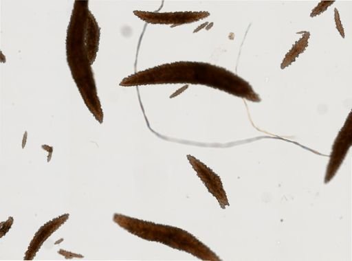 Scleracis guadalupensis