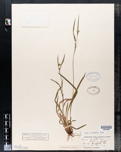 Carex laxiflora
