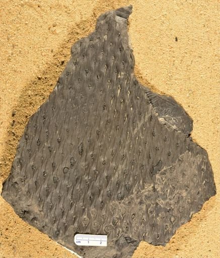 Lepidodendron sp.