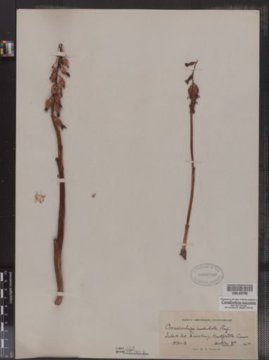 Corallorhiza maculata
