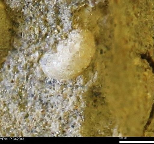 undet. Mollusca