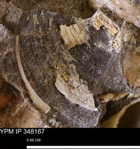 Limopsis striatopunctatus