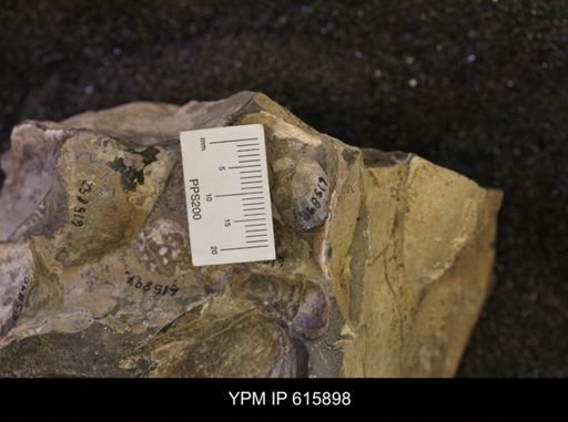 Inoceramus sp.
