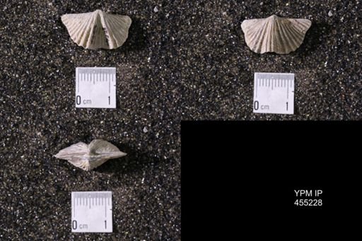 Platystrophia acutilirata