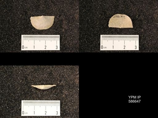 Chonetes granulifer