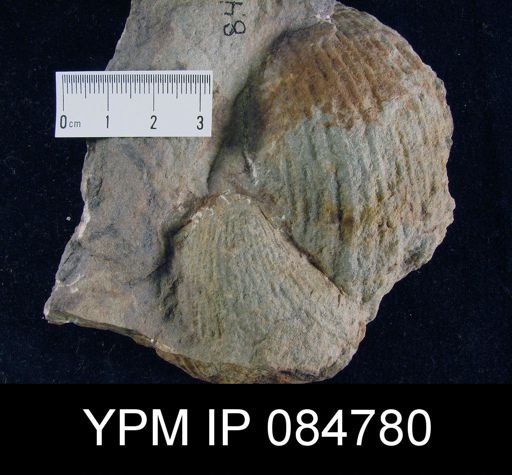 Conchidium knighti