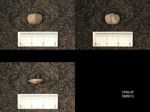Dalmanella testudinaria