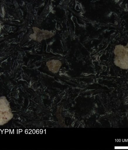 undet. Foraminiferida