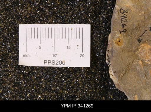 undet. Gastropoda