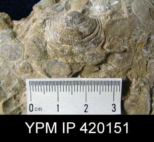 Productid brachiopod assemblage slab