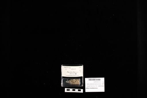 Cnemidophorus deppii