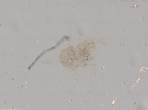 Asterias?