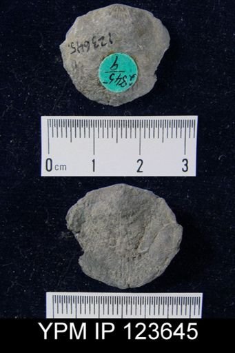 Atrypa reticularis