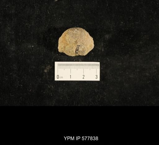 Crania modesta