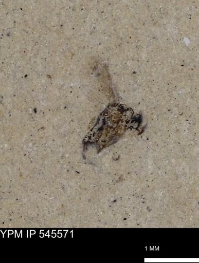 Diptera?