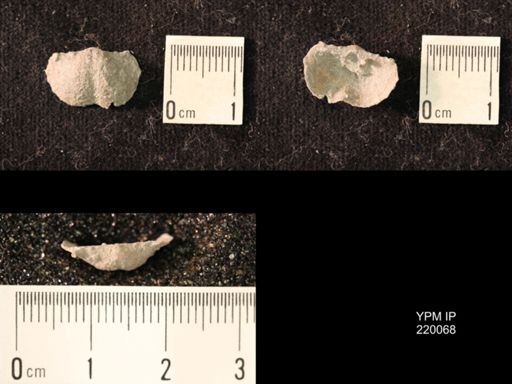 Chonetina flemingi alata