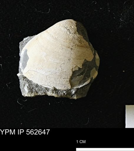 Limopsis striatopunctatus