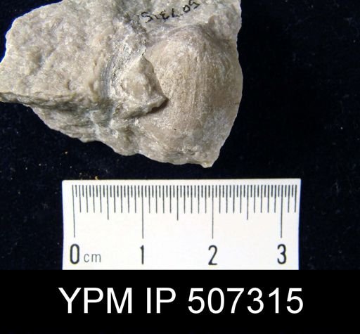 Nucleospira concinna