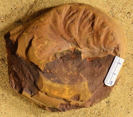 Aphlebia