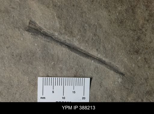 Eurypterus lacustris