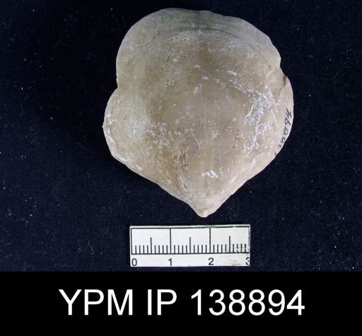 Reticularia indica