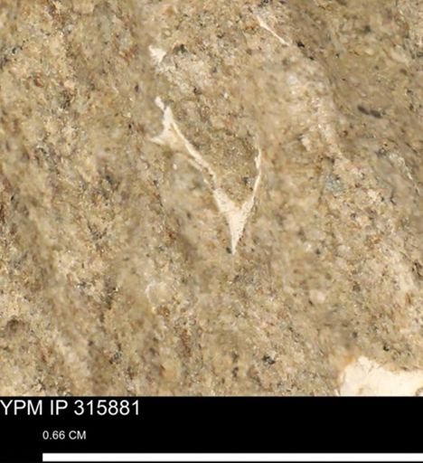 undet. Mollusca
